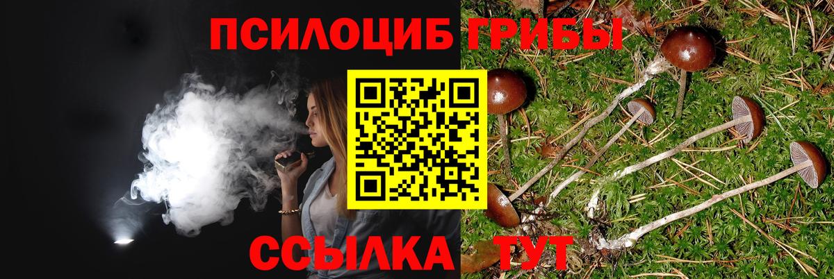Псилоцибиновые грибы Psilocybine cubensis Череповец