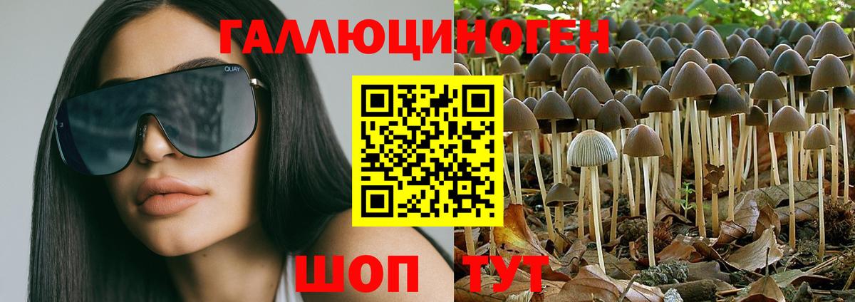 Галлюциногенные грибы Psilocybine cubensis Череповец